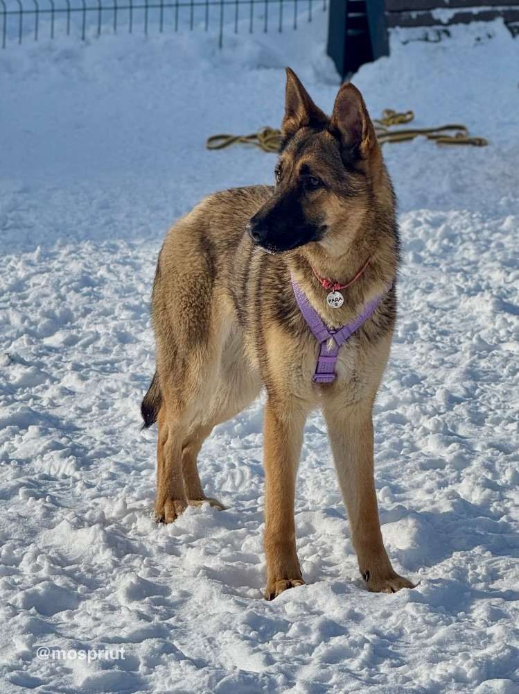 СОБАКА РАДА  из приюта Щербинка для бездомных животных, Москва и Московская область | mospriut