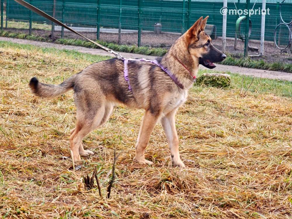 СОБАКА РАДА  из приюта Щербинка для бездомных животных, Москва и Московская область | mospriut