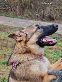 Приют для бездомных животных в Москве и Московской области | Взять собаку или кошку из приюта - mospriut