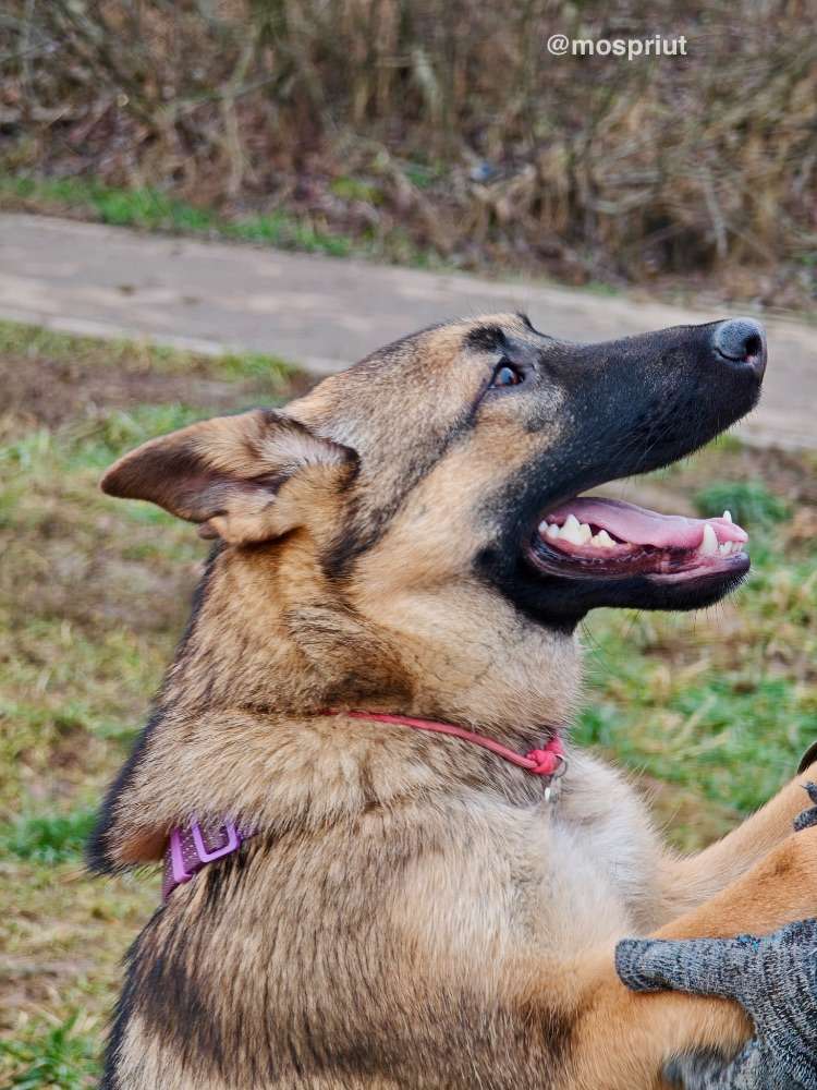 СОБАКА РАДА  из приюта Щербинка для бездомных животных, Москва и Московская область | mospriut