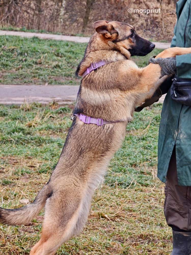 СОБАКА РАДА  из приюта Щербинка для бездомных животных, Москва и Московская область | mospriut