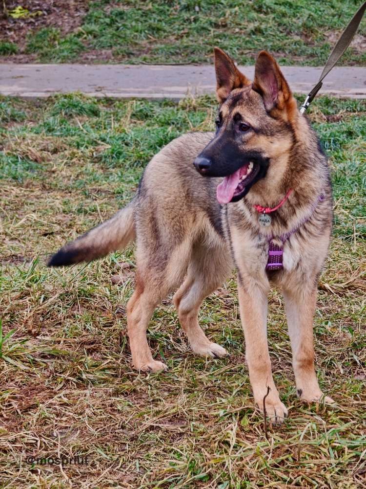 СОБАКА РАДА  из приюта Щербинка для бездомных животных, Москва и Московская область | mospriut