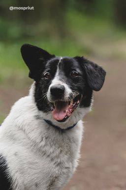 собака Лион из приюта ищет дом