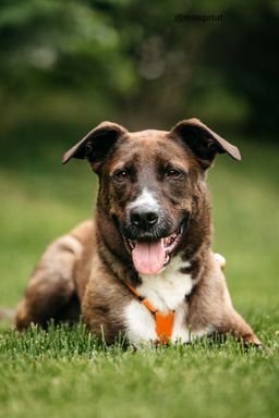 собака Бадди из приюта ищет дом