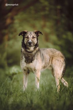 собака Рокки из приюта ищет дом