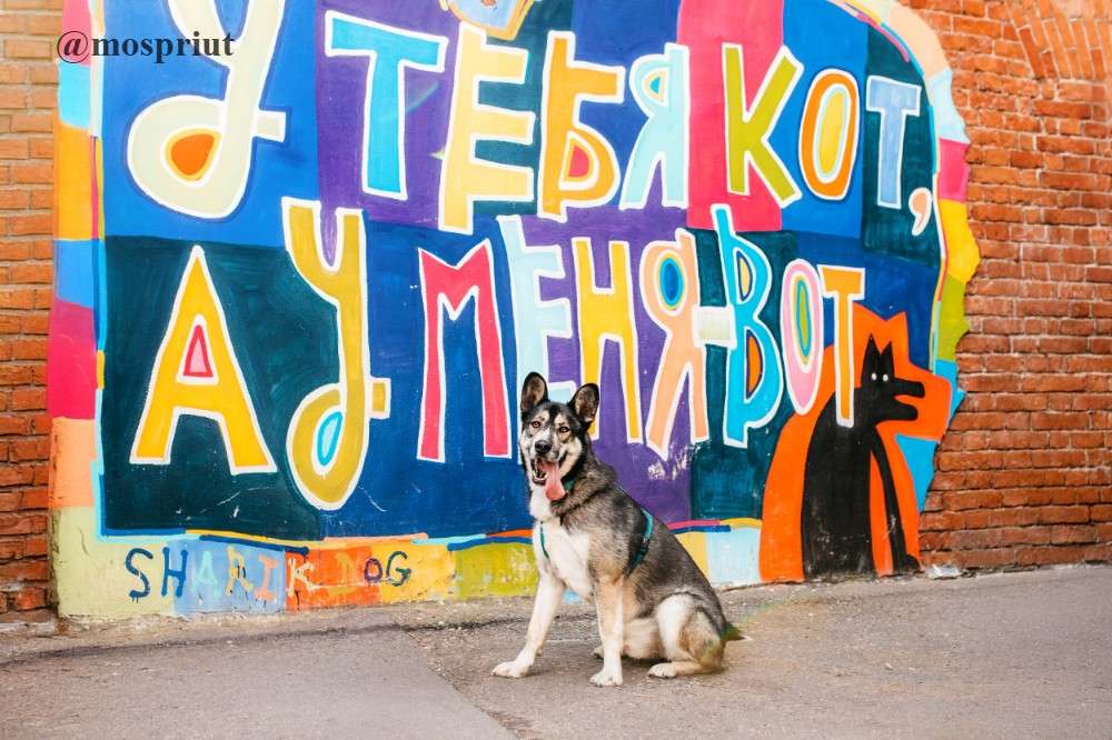 СОБАКА ХЭППИ  из приюта Дубовая Роща для бездомных животных, Москва и Московская область | mospriut