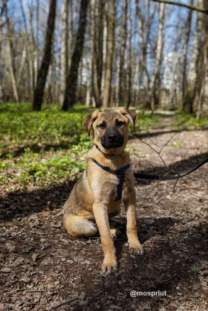 СОБАКА ГЕННАДИЙ  из приюта Щербинка для бездомных животных, Москва и Московская область | mospriut