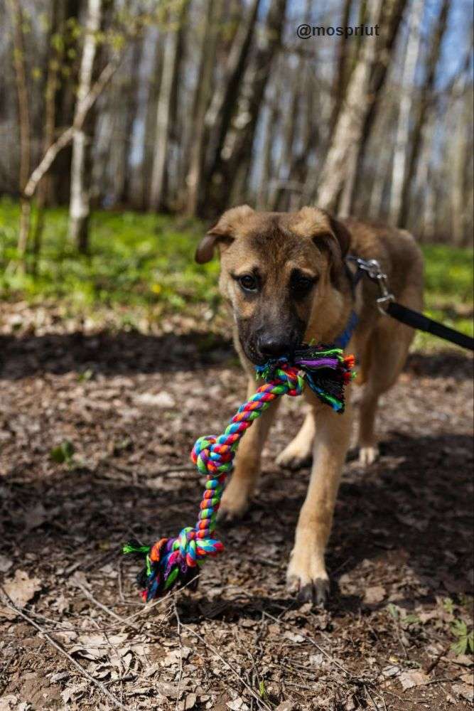 СОБАКА ГЕННАДИЙ  из приюта Щербинка для бездомных животных, Москва и Московская область | mospriut