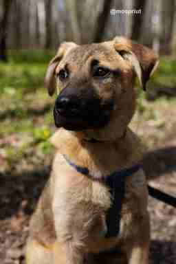 Приют для бездомных животных в Москве и Московской области | Взять собаку или кошку из приюта - mospriut