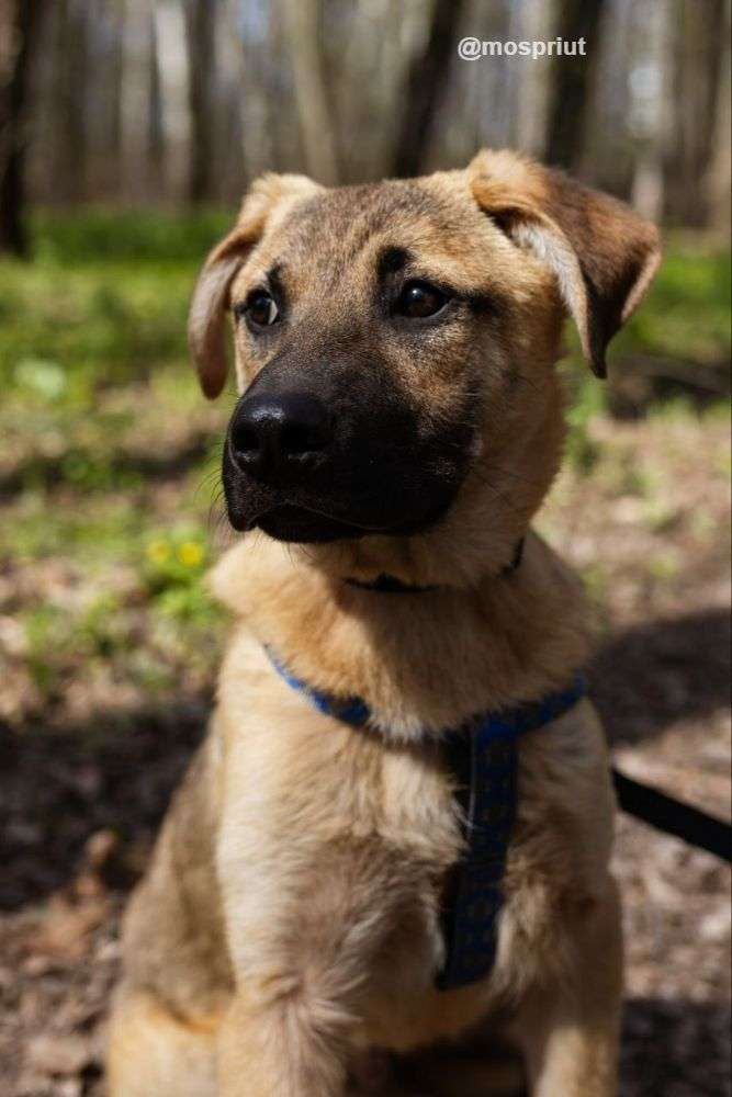 СОБАКА ГЕННАДИЙ  из приюта Щербинка для бездомных животных, Москва и Московская область | mospriut