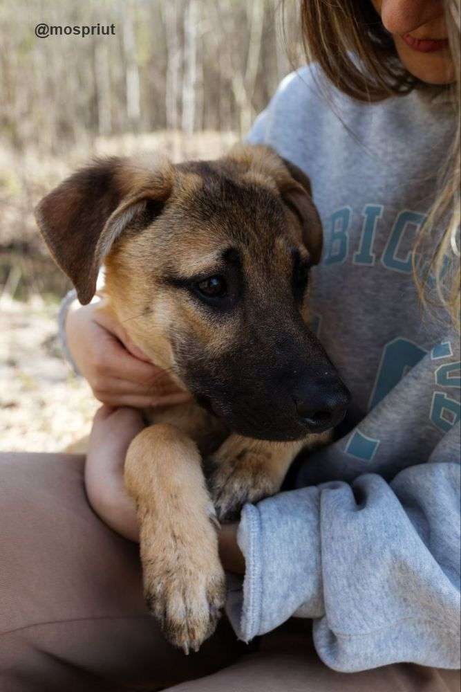 СОБАКА ГЕННАДИЙ  из приюта Щербинка для бездомных животных, Москва и Московская область | mospriut