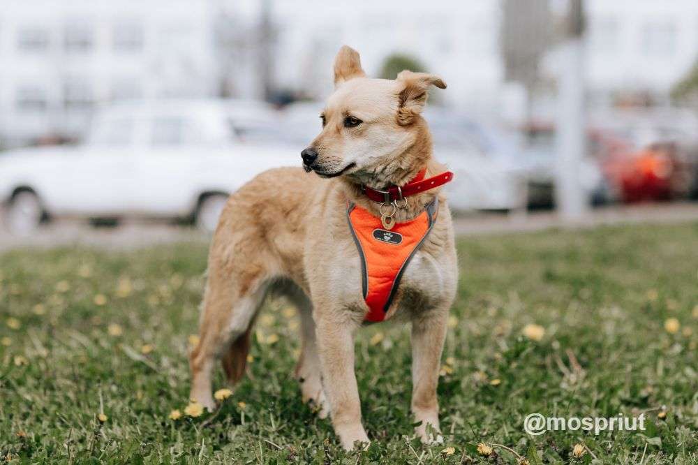СОБАКА КАМИЛЛА из приюта Щербинка для бездомных животных, Москва и Московская область | mospriut