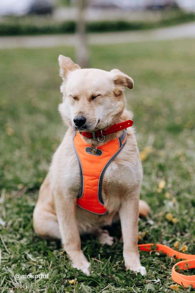 СОБАКА КАМИЛЛА из приюта Щербинка для бездомных животных, Москва и Московская область | mospriut