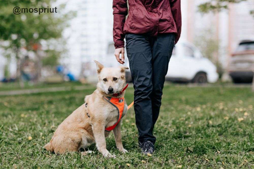 СОБАКА КАМИЛЛА из приюта Щербинка для бездомных животных, Москва и Московская область | mospriut