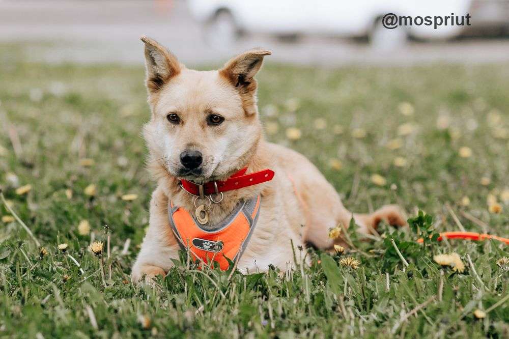 СОБАКА КАМИЛЛА из приюта Щербинка для бездомных животных, Москва и Московская область | mospriut
