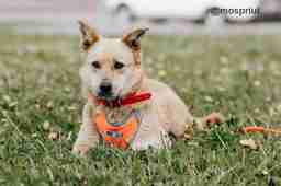 Приют для бездомных животных в Москве и Московской области | Взять собаку или кошку из приюта - mospriut