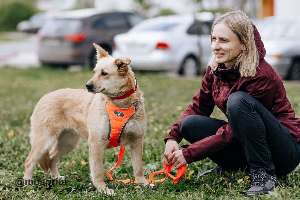 СОБАКА КАМИЛЛА из приюта Щербинка для бездомных животных, Москва и Московская область | mospriut