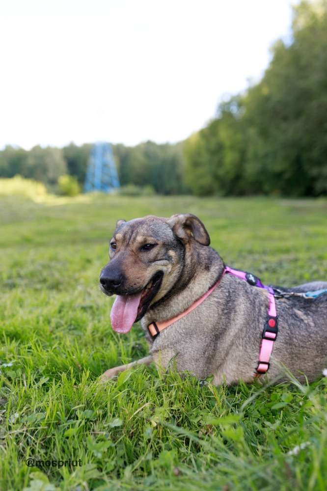 СОБАКА ГЛАФИРА  из приюта Щербинка для бездомных животных, Москва и Московская область | mospriut