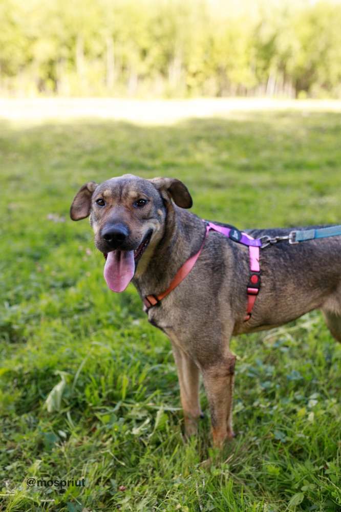 СОБАКА ГЛАФИРА  из приюта Щербинка для бездомных животных, Москва и Московская область | mospriut