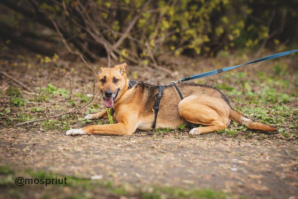 СОБАКА КРИПЛ  из приюта Печатники (Печатники петс) для бездомных животных, Москва и Московская область | mospriut