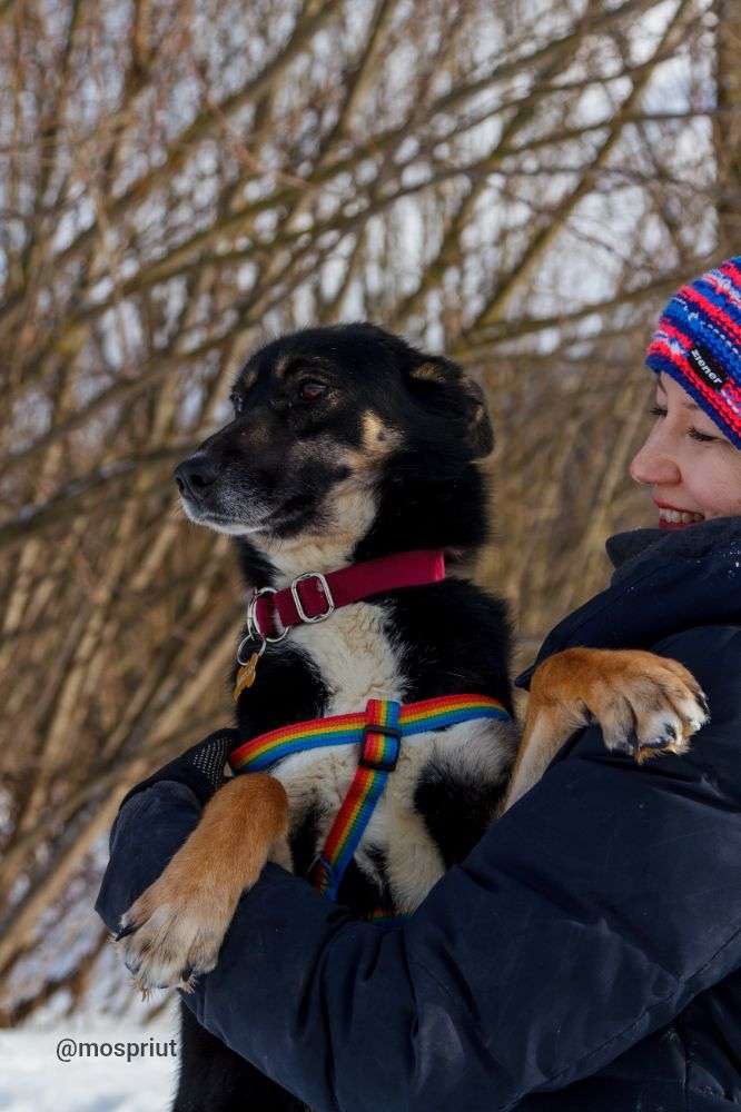 СОБАКА БАЛУ  из приюта Щербинка для бездомных животных, Москва и Московская область | mospriut
