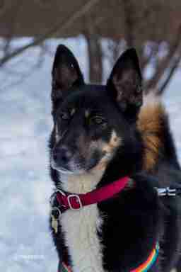 Приют для бездомных животных в Москве и Московской области | Взять собаку или кошку из приюта - mospriut