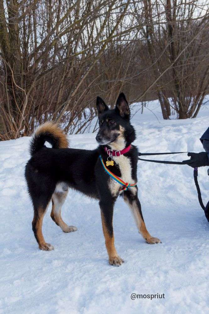СОБАКА БАЛУ  из приюта Щербинка для бездомных животных, Москва и Московская область | mospriut