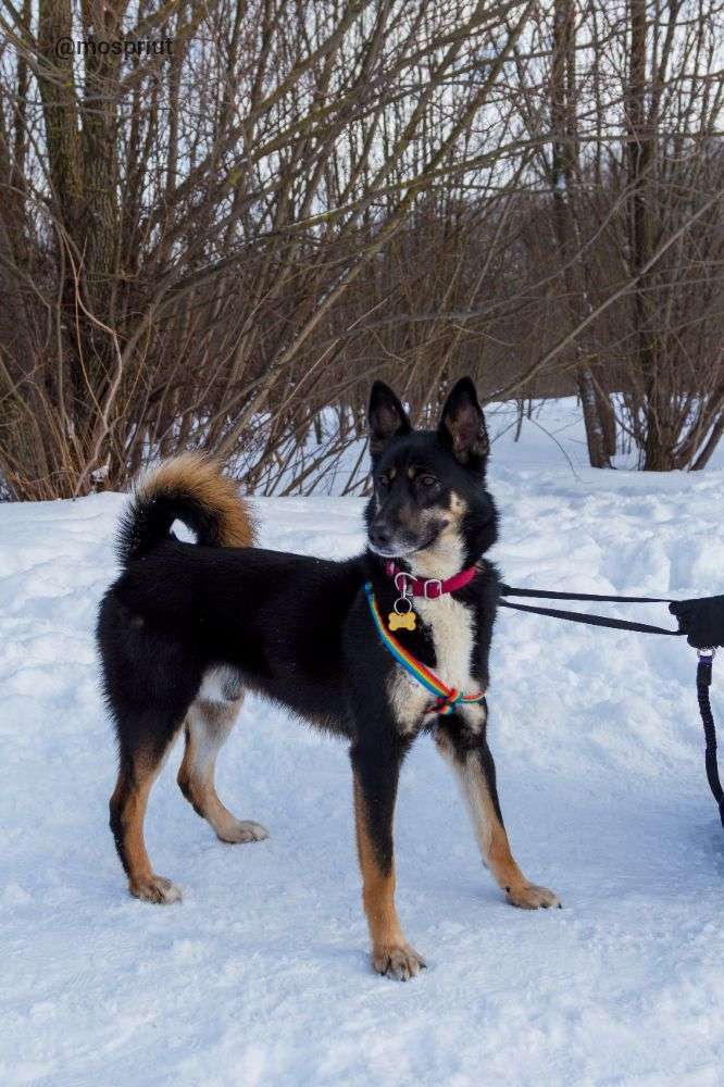 СОБАКА БАЛУ  из приюта Щербинка для бездомных животных, Москва и Московская область | mospriut
