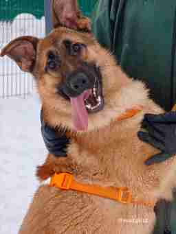 Приют для бездомных животных в Москве и Московской области | Взять собаку или кошку из приюта - mospriut