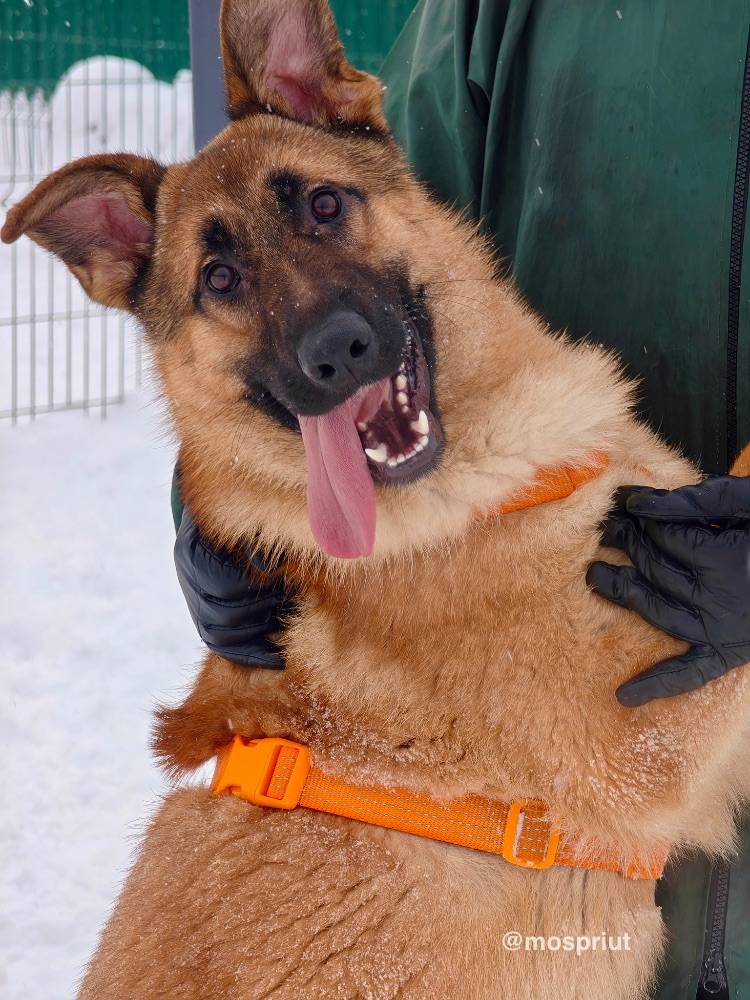 Бездомное животное Микки  из приюта