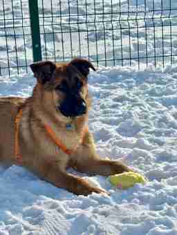 Приют для бездомных животных в Москве и Московской области | Взять собаку или кошку из приюта - mospriut