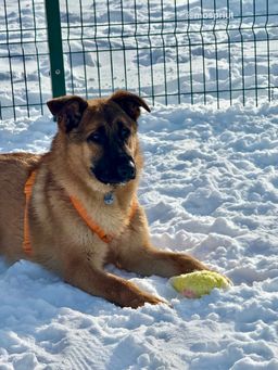 собака Микки  из приюта ищет дом