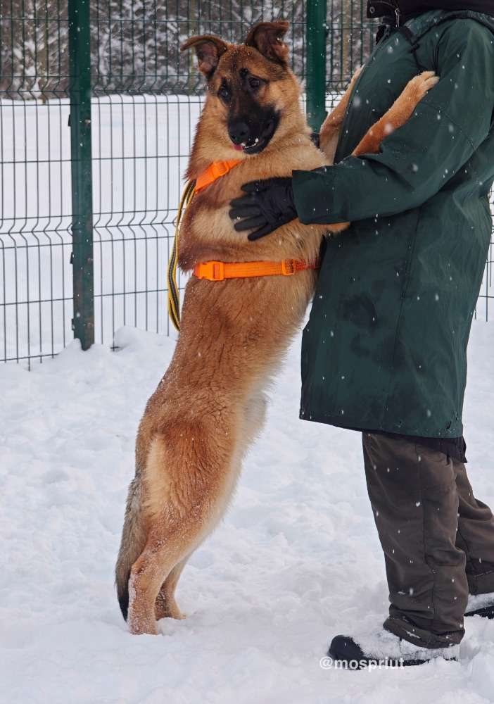 СОБАКА МИККИ   из приюта Щербинка для бездомных животных, Москва и Московская область | mospriut