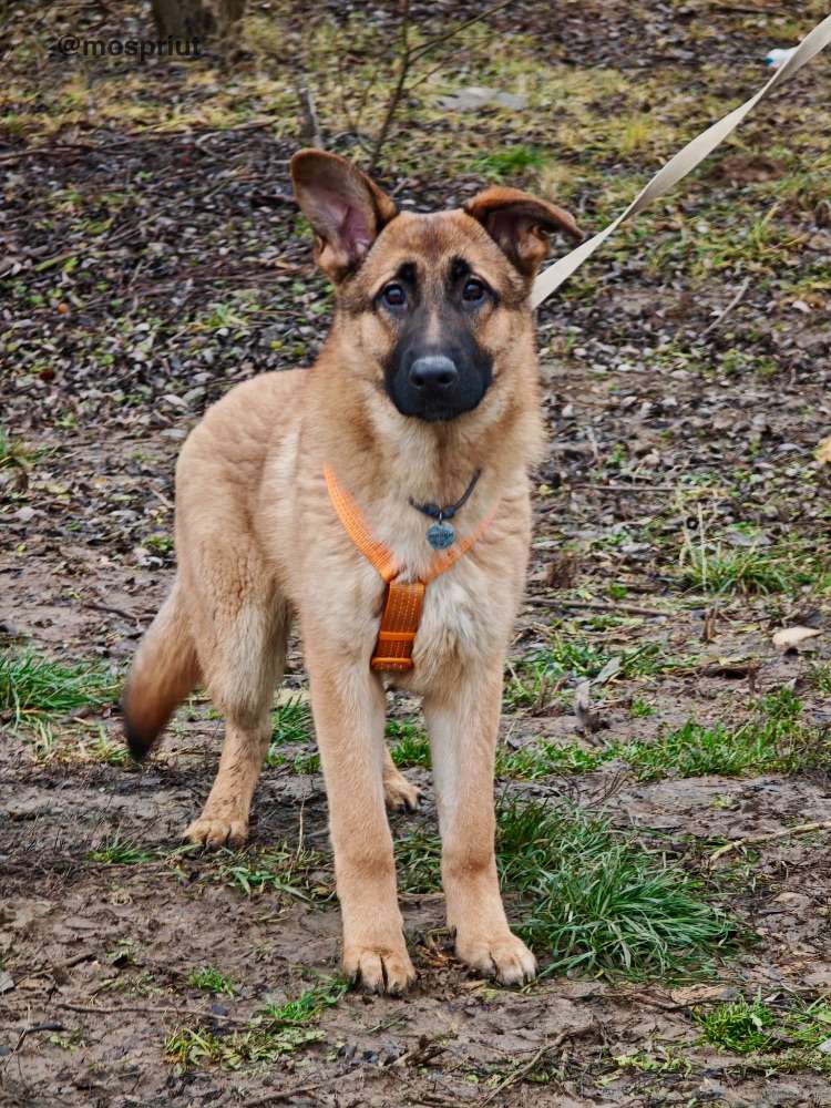 СОБАКА МИККИ   из приюта Щербинка для бездомных животных, Москва и Московская область | mospriut