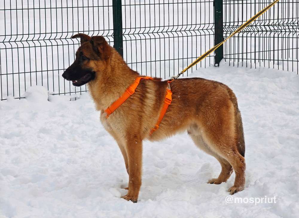 СОБАКА МИККИ   из приюта Щербинка для бездомных животных, Москва и Московская область | mospriut