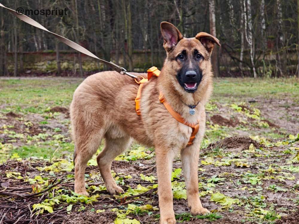 СОБАКА МИККИ   из приюта Щербинка для бездомных животных, Москва и Московская область | mospriut