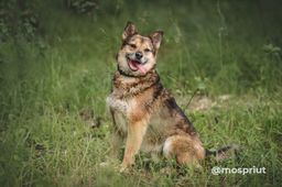 собака Жардан из приюта ищет дом