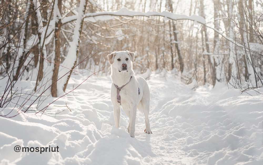 СОБАКА САХАРОК  из приюта Красная сосна для бездомных животных, Москва и Московская область | mospriut