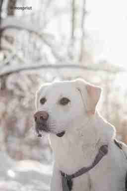 Приют для бездомных животных в Москве и Московской области | Взять собаку или кошку из приюта - mospriut