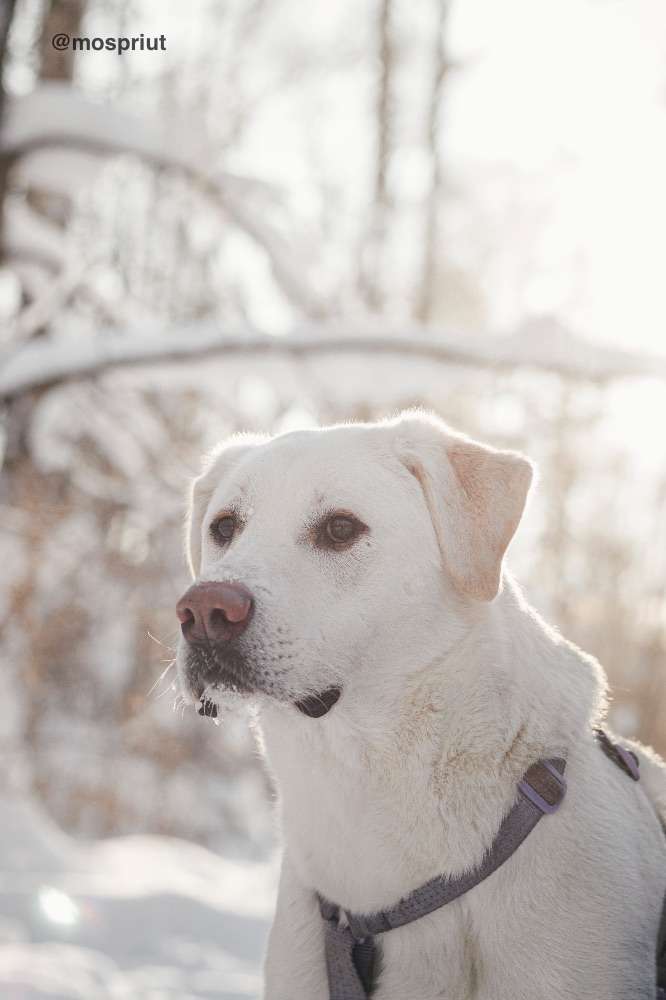 СОБАКА САХАРОК  из приюта Красная сосна для бездомных животных, Москва и Московская область | mospriut