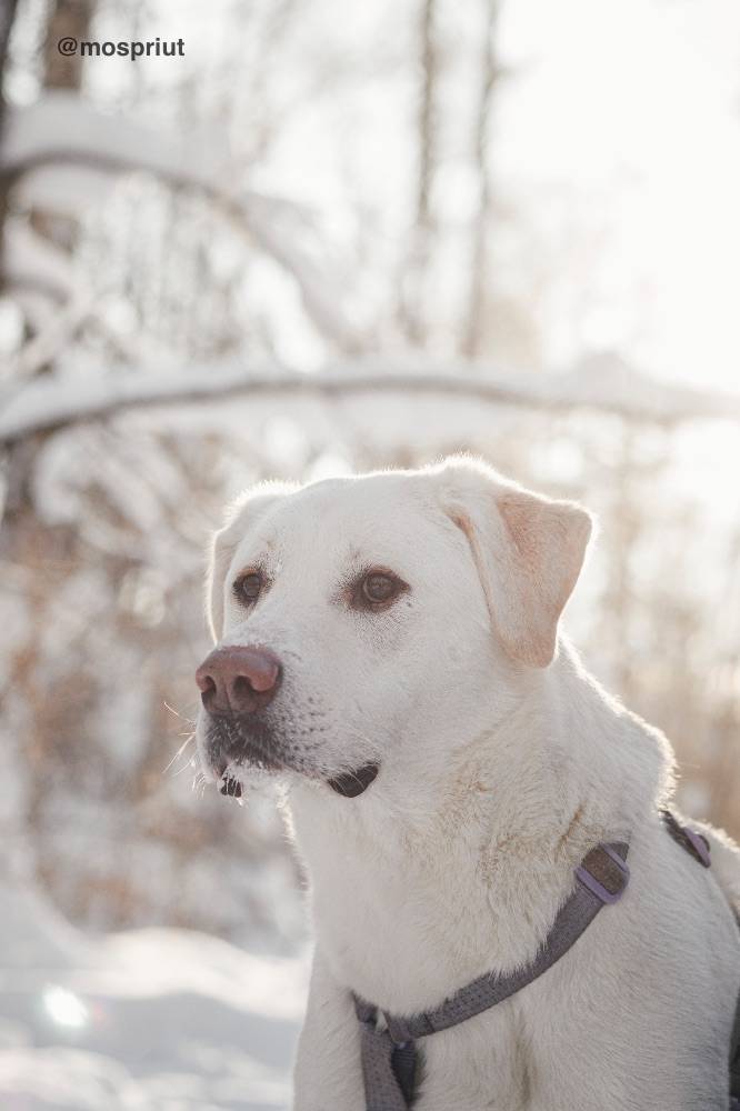 собака Сахарок  приюта для бездомных животных