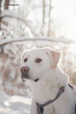 собака Сахарок из приюта ищет дом