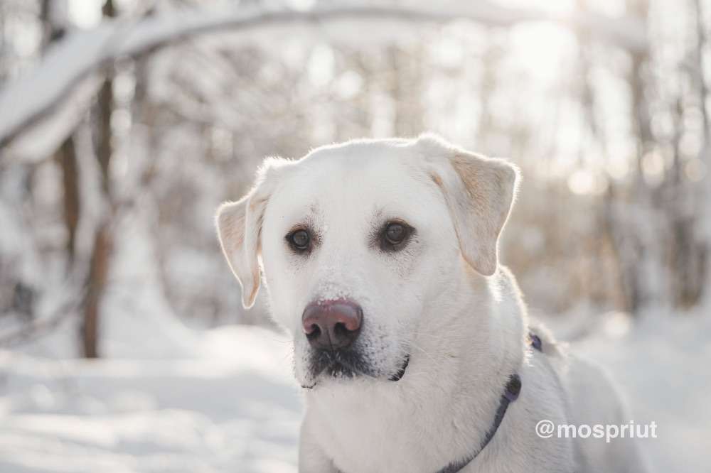 СОБАКА САХАРОК  из приюта Красная сосна для бездомных животных, Москва и Московская область | mospriut