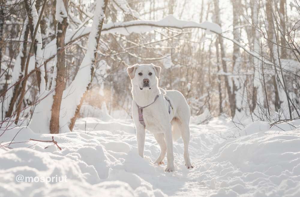 СОБАКА САХАРОК  из приюта Красная сосна для бездомных животных, Москва и Московская область | mospriut
