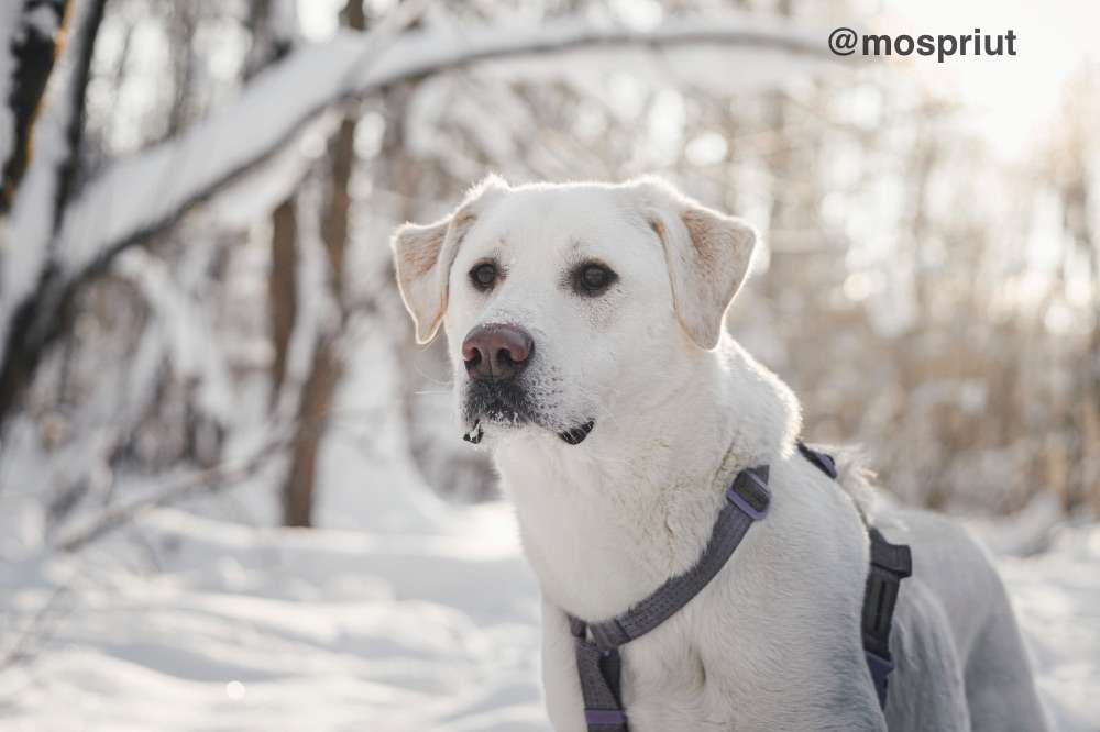 СОБАКА САХАРОК  из приюта Красная сосна для бездомных животных, Москва и Московская область | mospriut
