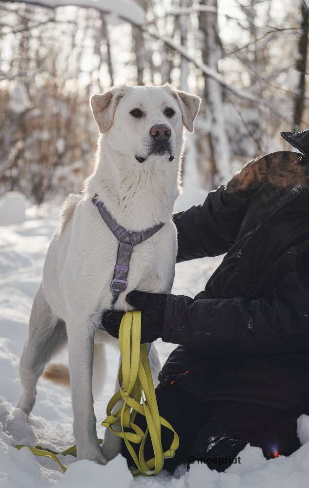 СОБАКА САХАРОК  из приюта Красная сосна для бездомных животных, Москва и Московская область | mospriut