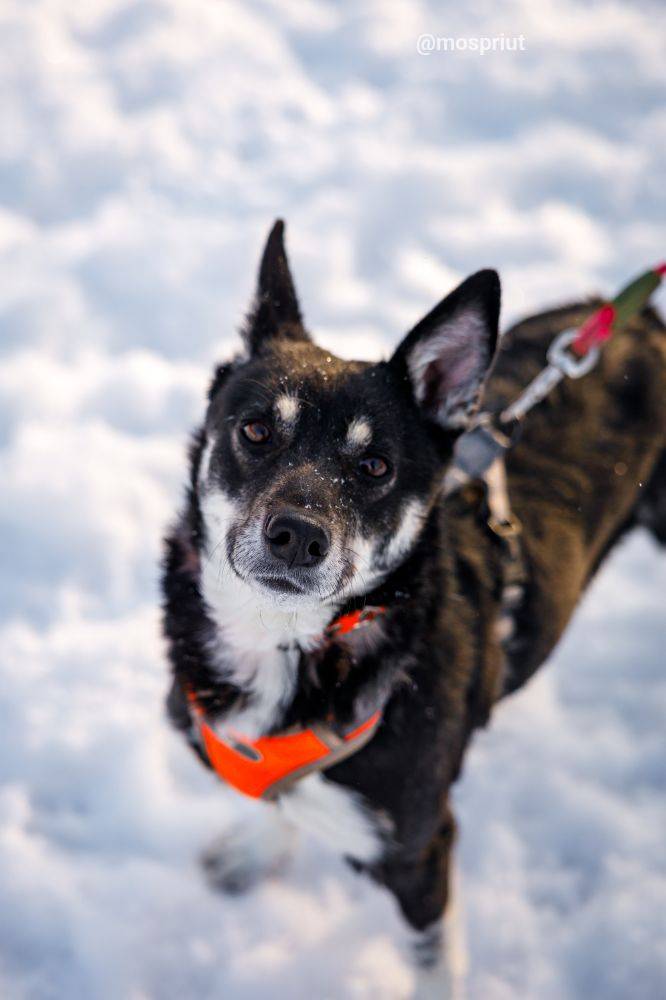 Мира из приюта Москвы и области ищет дом