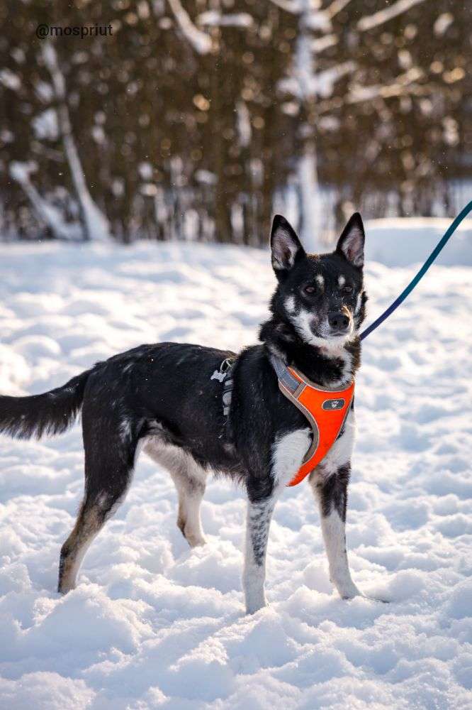СОБАКА МИРА  из приюта Щербинка для бездомных животных, Москва и Московская область | mospriut