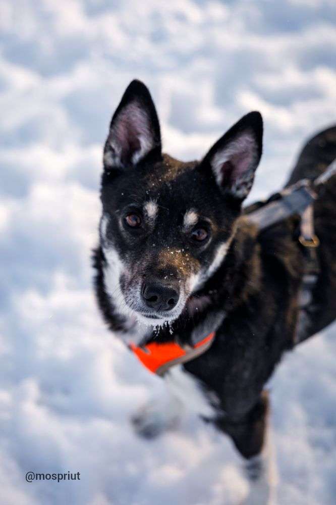 СОБАКА МИРА  из приюта Щербинка для бездомных животных, Москва и Московская область | mospriut