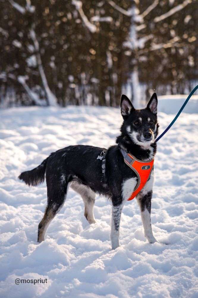 СОБАКА МИРА  из приюта Щербинка для бездомных животных, Москва и Московская область | mospriut